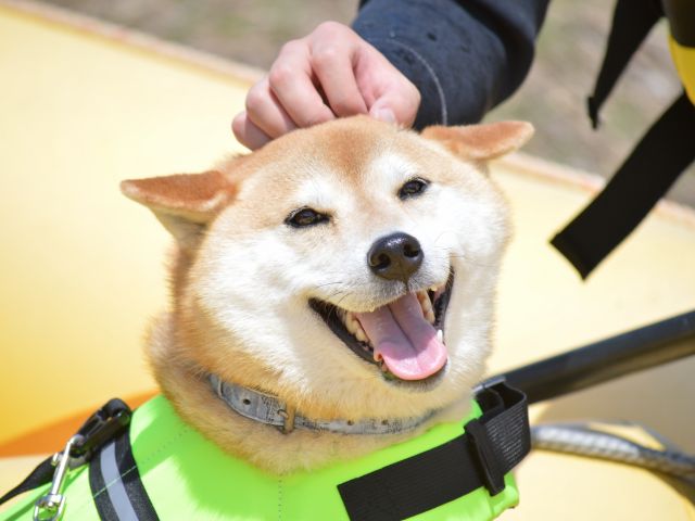 わんちゃんと一緒にアクティビティ